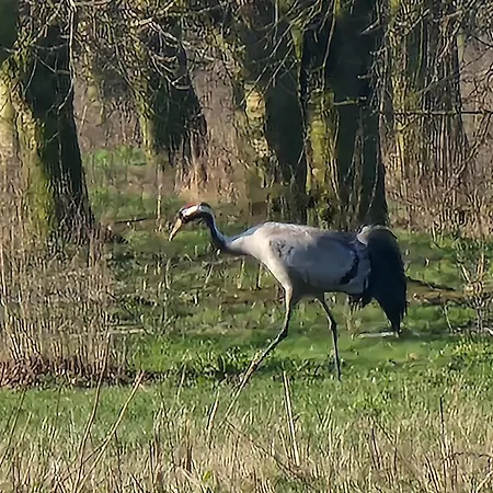 Martha - Ferienhaus, 3 Schlafzimmer, 2 Bis 6 Personen, S-bahn Nach Berlin, Strausseenaehe, Ruhige Lage Strausberg