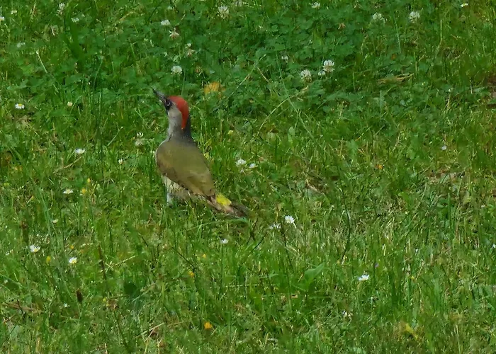 Martha - Ferienhaus, 3 Schlafzimmer, 2 Bis 6 Personen, S-bahn Nach Berlin, Strausseenaehe, Ruhige Lage Lejlighed *