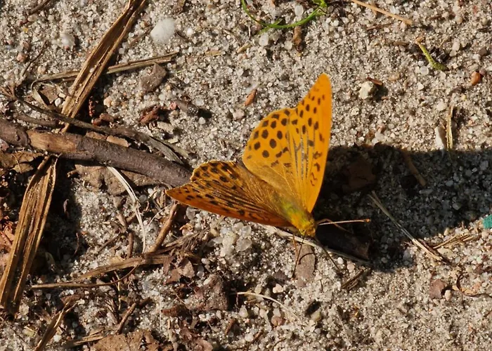 Martha - Ferienhaus, 3 Schlafzimmer, 2 Bis 6 Personen, S-bahn Nach Berlin, Strausseenaehe, Ruhige Lage Appartement Strausberg