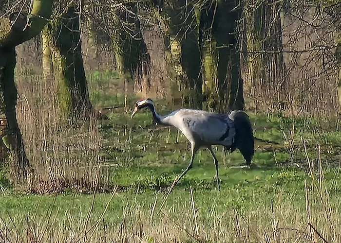 Martha - Ferienhaus, 3 Schlafzimmer, 2 Bis 6 Personen, S-bahn Nach Berlin, Strausseenaehe, Ruhige Lage Strausberg